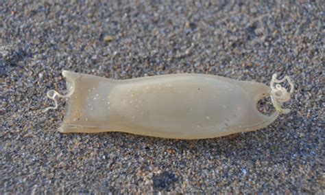 Bbc Nature Uk All Washed Up