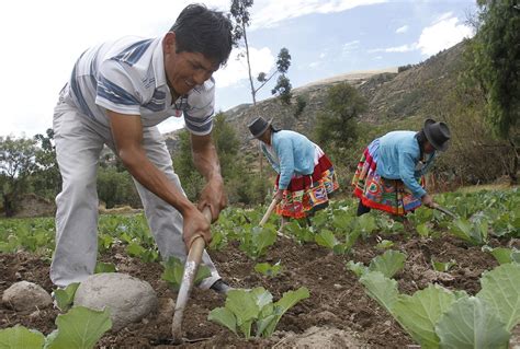 La agricultura familiar indígena sigue trabajando con esfuerzo para