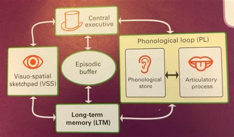 Memory The Working Memory Model Flashcards Quizlet