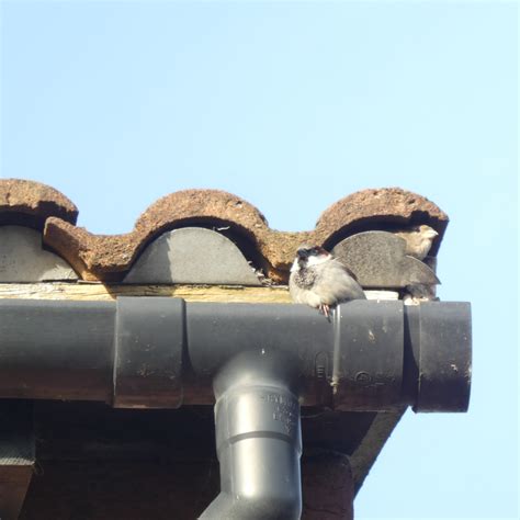 Dilapidations & Party Wall Surveyors Nottingham | Trent Chartered Surveyors