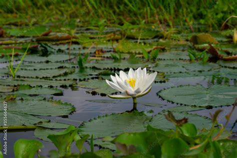 Foto De White Water Lily National Flower Of Bangladesh Do Stock