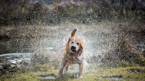 Warum Stinken Nasse Hunde Hunde Geruch Hunde Hund Stinkt