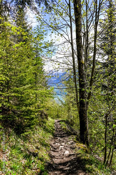 Interlaken Harder Kulm Wald Waldweg Wanderer Schutzwald