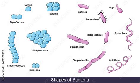 Different Shapes Of Bacteria Chart For Education In Microbiology