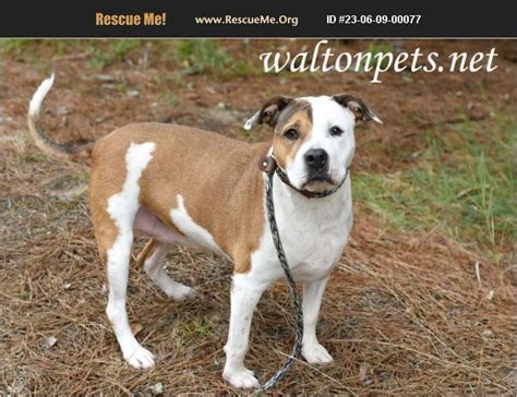 Adopt Pit Bull Rescue Monroe Ga