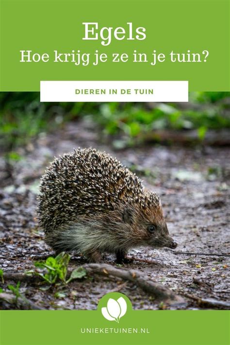 Hoe Krijg Ik Egels In De Tuin Tuin Egels Dieren