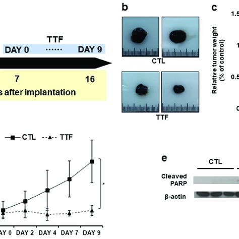 Ttfs Effectively Inhibit Tumor Growth In Vivo A Schematic Timeline Of