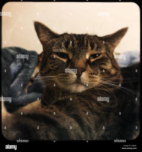 cranky cat face stock photo alamy