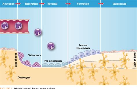 Figure 1 from Physiological Bone Remodeling: Systemic Regulation and ...