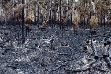 Quemas En Los Esteros Del Iberá Dos Focos De Incendios Forestales La