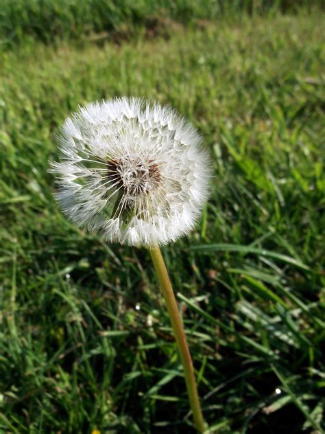 Free Images Nature Field Lawn Meadow Dandelion Prairie Flower