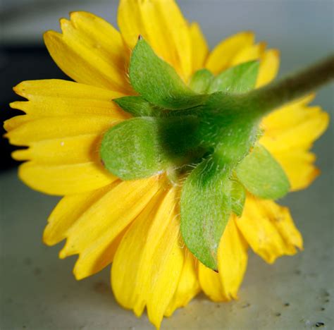 Wedelia trilobata ray flower bracts