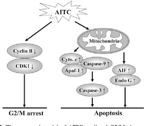 Figure From Allyl Isothiocyanate Triggers G M Phase Arrest And