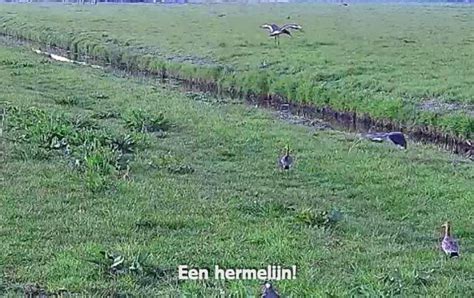 Paniek Op Het Veld 2 Vogelbescherming