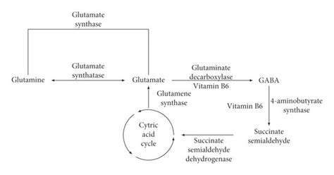 The metabolic pathway of the transformation of glutamate to GABA via ...