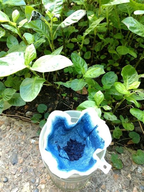 Extracting Indigo From Homegrown Plants For Natural Fabric Dyeing