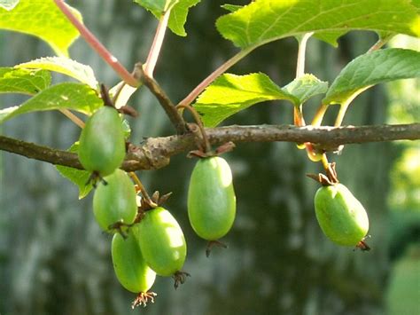 Aktinidia pstrolistna 'Sientiabrskaja'
