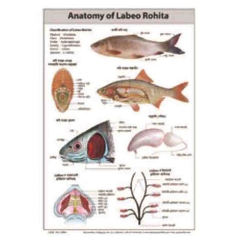 ANATOMY OF LABEO ROHITA CHART