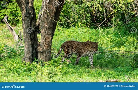 Leopard In Green Vegetation Hidden Sri Lankan Leopard Panthera Pardus