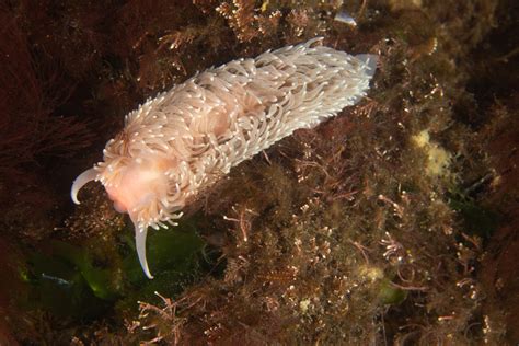 Aeolidia Gu A De Especies Submarinas De Argentina Inaturalist