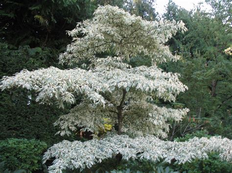 Online Plant Guide Cornus Controversa Variegata Variegated Giant