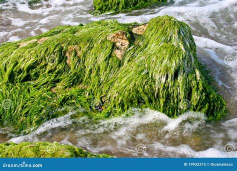 Marine Algae Stock Photos - Image: 19932373