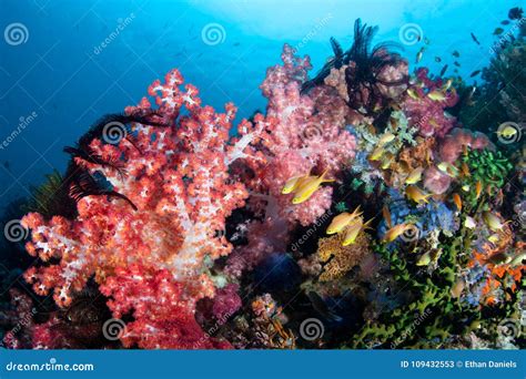 Vibrant Coral Reef in the Philippines Stock Image - Image of cabilao ...
