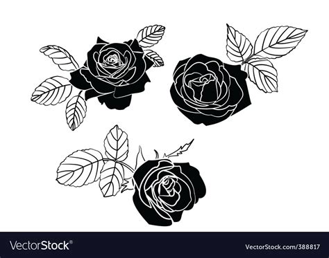 Black roses Royalty Free Vector Image - VectorStock