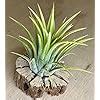 Amazon Live Tillandsia Ionantha Druid 3 Air Plant Fast Growing