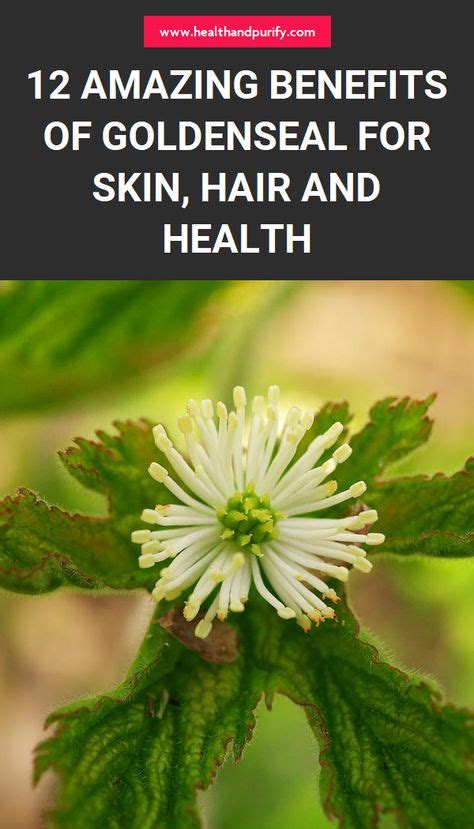 Amazing Benefits Of Goldenseal For Skin Hair And Health In