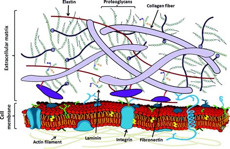 Extracellular Matrix Reorganization During Wound Healing And Its Impact