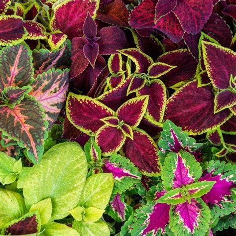 Coleus Mixed Rainbow Seeds The Seed Collection