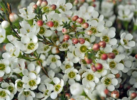 Wax Flower