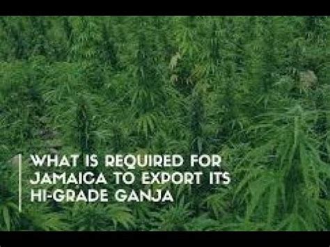 Importation Of Ganja Form Canada Is A Distraction YouTube