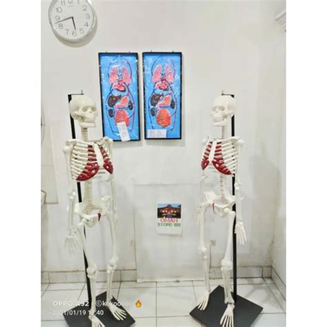 Jual Model Kerangka Manusia Alat Peraga Pendidikan Torso Anatomi