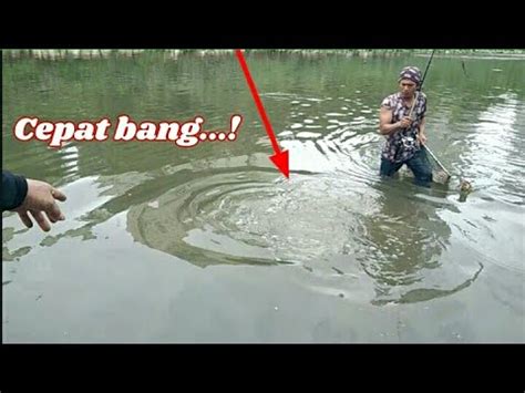 Umpan Jitu Mancing Ikan Patin Strike Ikan Keli Monster Galatama Lele