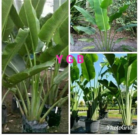 Jual Bibit Tanaman Pisang Kipas Super Unggul Di Lapak Yuna Gevanda