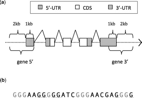 (a) A simplified illustration of a human gene, showing how the gene 5 ...