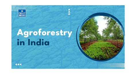 Agroforestry in India: A Sustainable Land Use System for Prosperity and ...