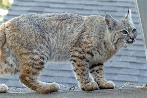Cat Vs Bobcat Key Differences And Similarities Explained