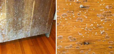 How to Prevent Mold on Wood | 10 Beneficial Ways (2025)