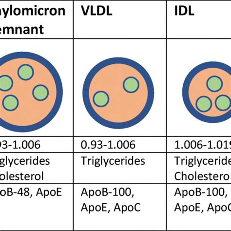 Lipoprotein Classes And Composition Download Scientific Diagram