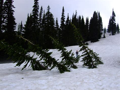 Subalpine Fir