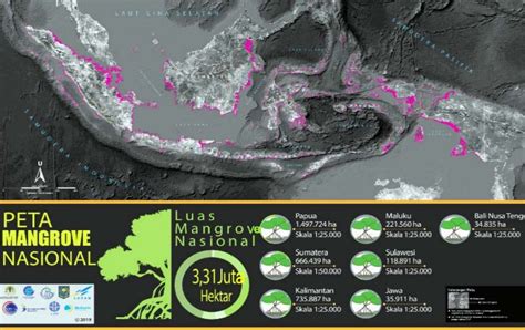 Mengenal Mangrove dan Indikator Kerusakan Ekosistem Mangrove – HIMABA ...