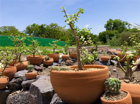 Visita los increíbles jardines botánicos en México