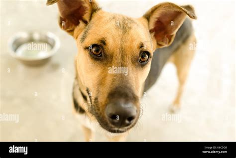 Dog bowl is a hungry German Shepherd waiting for someone to food in his ...