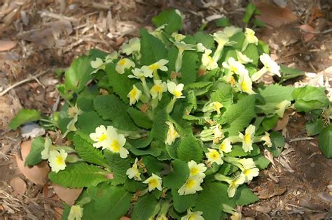 Primula vulgaris (Primrose) | North Carolina Extension Gardener Plant Toolbox