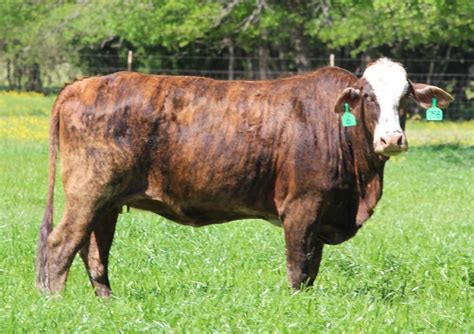 30 Crossbred Cows Braford For Sale In Klondike Texas