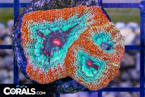 Mega Coral Update New Colonies Frags Hundreds Of Corals