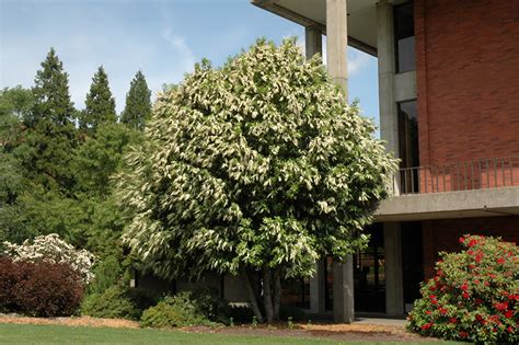 Portugal Laurel (Prunus lusitanica) in Issaquah Seattle Bellevue Redmond Renton Sammamish ...